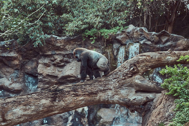 Un grand gorille mâle au dos argenté marche sur un arbre tombé au-dessus d'un abîme dans le zoo national
. - Photo, image