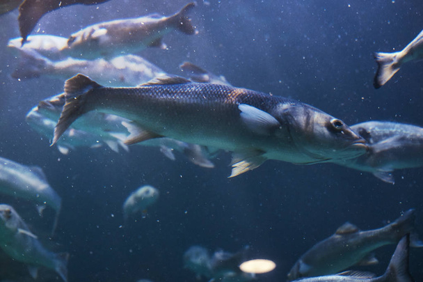 Detail obrazu skupiny ryb pod vodou. Filipínské ostrovy. Tichý oceán. - Fotografie, Obrázek