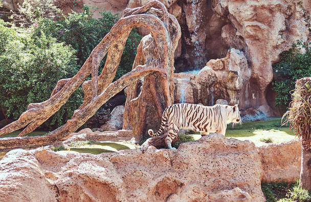 Большой белый бенгальский тигр гуляет по парку в национальном зоопарке. Ищем прохладное место, чтобы спрятаться от солнца в жаркий летний день
. - Фото, изображение