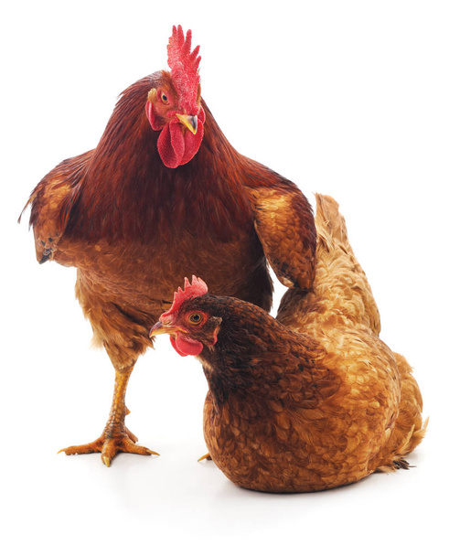 Hen and cock. - Foto, Imagen