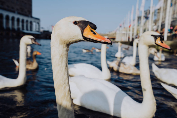 Swan head close up on Alster lake near the Town Hall. Hamburg, Germany - Foto, immagini