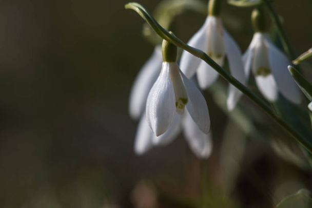 Beautiful snowdrops by early spring season - Photo, Image