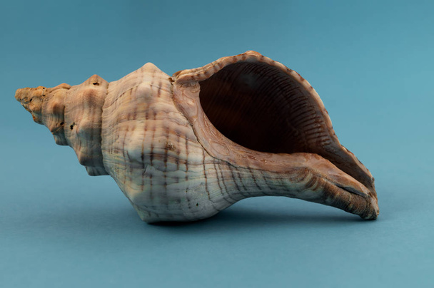 Il guscio di un mollusco marino adagiato sul fianco, formato a forma di spirale con escrescenze appuntite
. - Foto, immagini