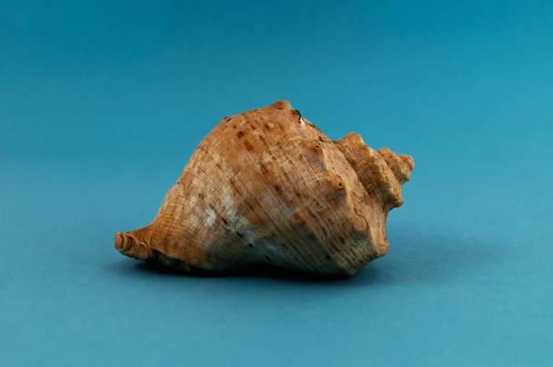 Shell of a sea animal with chitinous outgrowths in the form of a spiral on a blue background. - Photo, Image