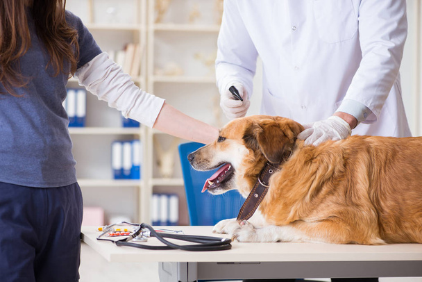 Doctor and assistant checking up golden retriever dog in vet cli - Photo, Image