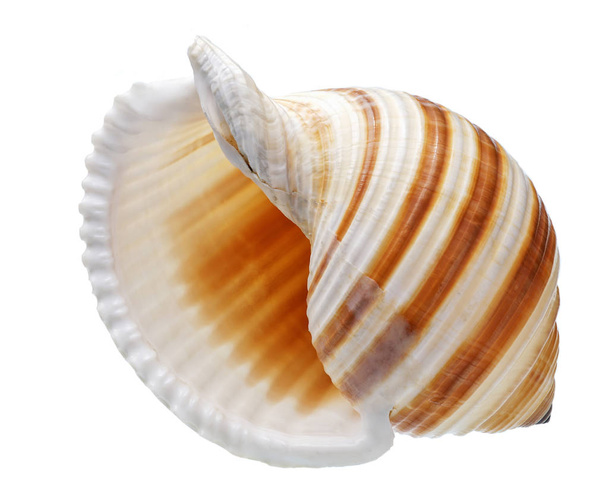 Seashell izolowane na białym tle - Zdjęcie, obraz