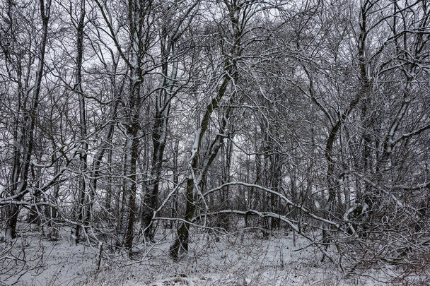 Luminen kohtaus metsässä.
 - Valokuva, kuva