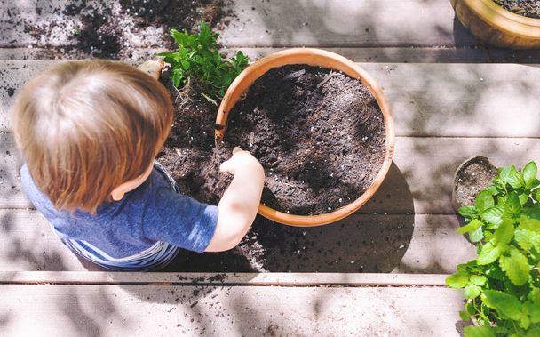 Peuter jongen bij het planten planten in een tuin - Foto, afbeelding