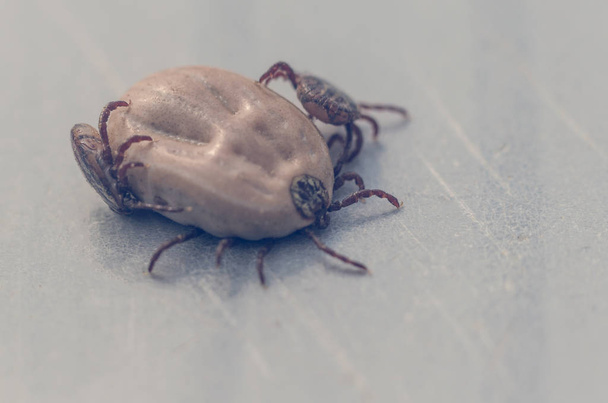 Tick crawling on gray background - Foto, afbeelding