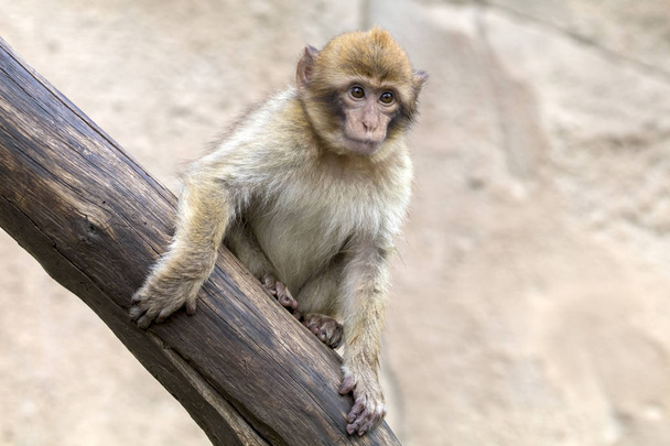 A Barbary Monkey close up shot - Foto, Imagen