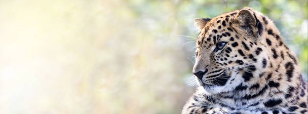 Fiatal felnőtt Amur leopárd homályos természetes háttér. - Fotó, kép