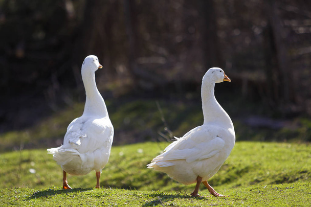 Dois grandes gansos brancos caminhando pacificamente juntos em verde gramado
  - Foto, Imagem