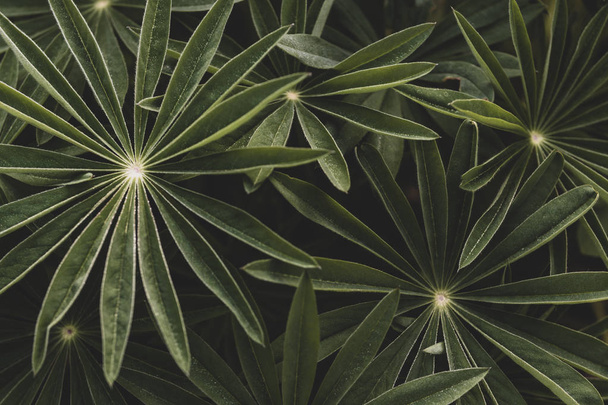 Broad leaf plant close up with retro film camera type look - Foto, immagini