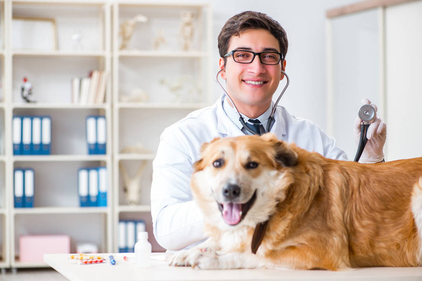 Doktor zkoumá zlatého retrívra psa na veterinární klinice - Fotografie, Obrázek