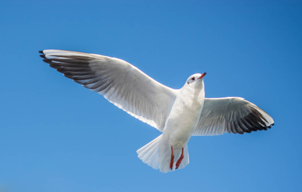 Одинокая чайка летит в голубом небе
 - Фото, изображение