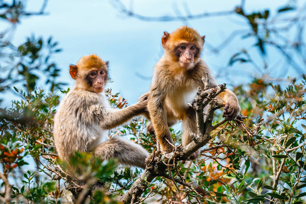 Ritratto di un giovane macaco. I macachi sono una delle attrazioni più famose del territorio britannico d'oltremare
 - Foto, immagini