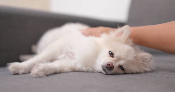 Поморське Собаки спали на дивані  - Фото, зображення