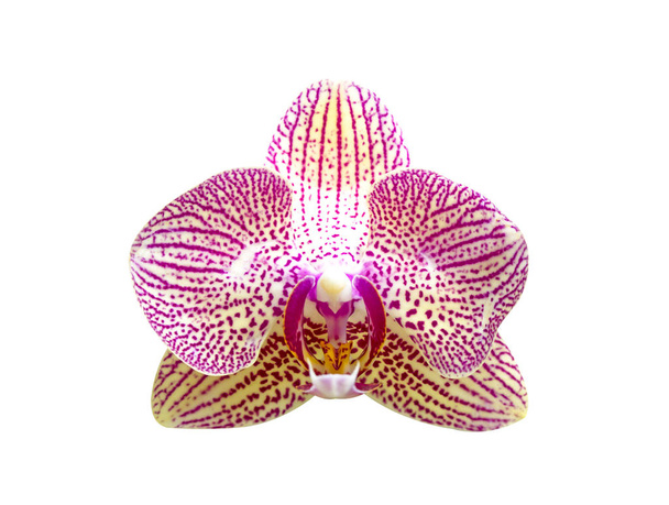 Flor de orquídea amarillo
 - Foto, imagen