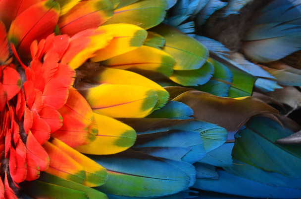 アマゾンの熱帯雨林のコンゴウインコのカラフルな羽 - 写真・画像