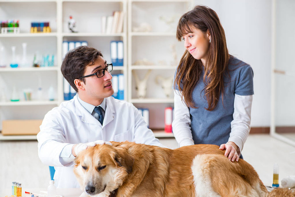Médico e assistente verificando o cão golden retriever no veterinário cli - Foto, Imagem
