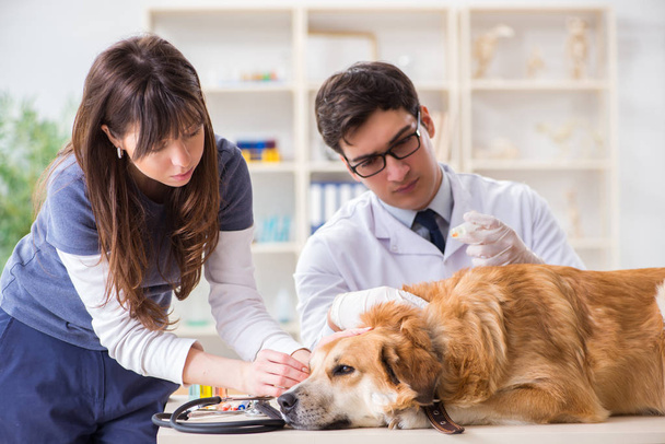Doctor and assistant checking up golden retriever dog in vet cli - Foto, afbeelding