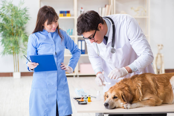 Lekarz i asystent sprawdzający psa golden retriever in vet cli - Zdjęcie, obraz