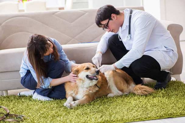 Vet doctor visiting golden retriever dog at home - Photo, Image