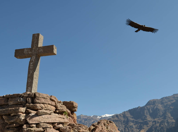 Cruz del Condor Colca kanyon, Arequipa, Peru, and Condor (Vultur Gryphus),. - Fotoğraf, Görsel