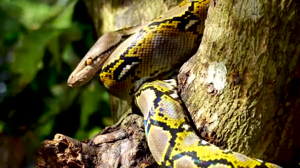 Mooi dicht omhoog van Phyton snake rust op de boom met zoom in beweging. - Video
