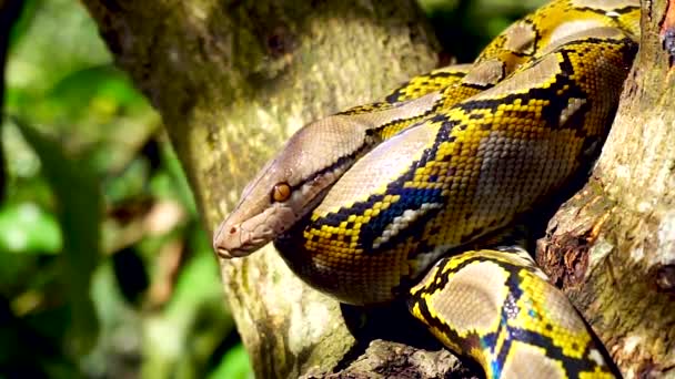 Beautiful close up of Phyton snake rest on the tree. - Footage, Video