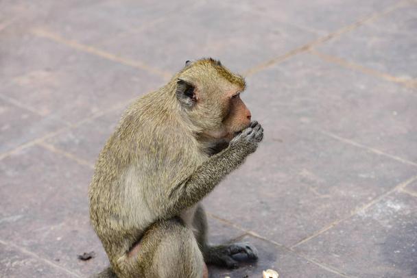 Семья обезьян имеет обезьяну мать и милую обезьяну baby.Monkey едят пищу, которую туристы throwMonkey играет и голодает
. - Фото, изображение