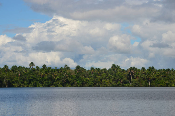 Landscape of the treeline of the Amazon rainforest, from the Amazon river near Iquitos, Peru. - Фото, изображение