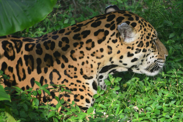 Ein Jaguar im Amazonas-Regenwald. iquitos, peru - Foto, Bild