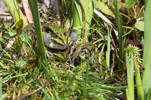 Trzy zielone żaby w środowisku naturalnym - Zdjęcie, obraz