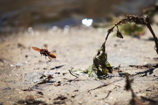 wasp is flying past a withered plant in the spring on the background of sand - Photo, Image