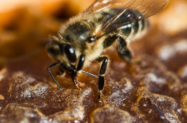 Pracy pszczół w obrazie szczegół makro o strukturze plastra miodu - Zdjęcie, obraz