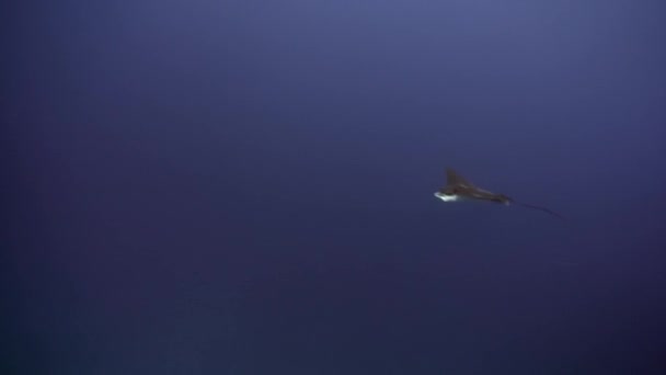 Manta ray ramp fish underwater on background of amazing seabed in Maldives. - Záběry, video