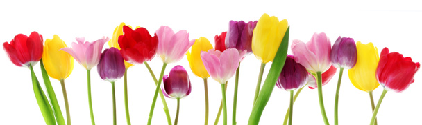 Primavera tulipa flores em uma fileira
 - Foto, Imagem