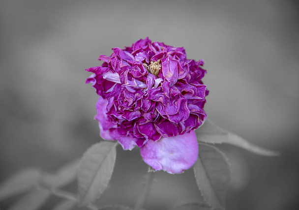 Selective colour and focus on withering purple flower blossom, blurred background. - Photo, Image