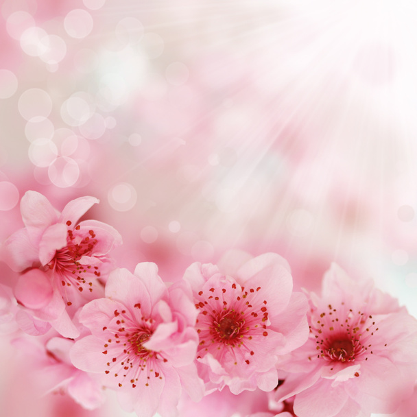 weiche Frühling Kirsche Blumen Hintergrund - Foto, Bild