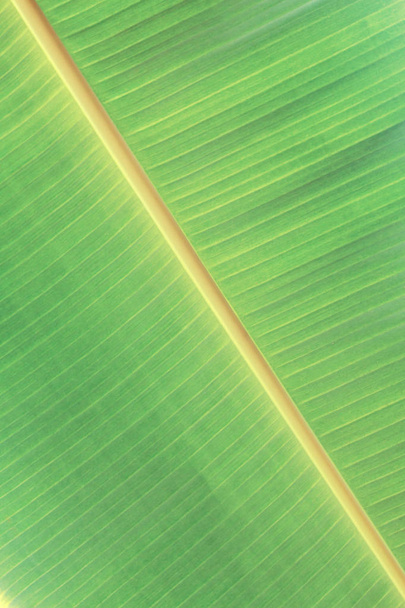 Folhas de banana com textura
. - Foto, Imagem