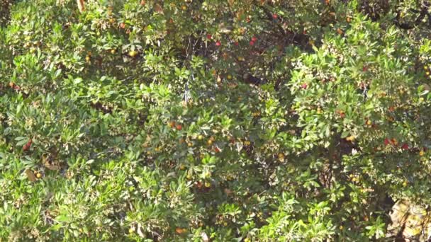 イチゴノキ、アイルランドのイチゴの木、カインまたは杖のリンゴは、常緑の低木または地中海地方と西ヨーロッパ北に西部のフランスおよびアイルランド原産ツツジの小さい木 - 映像、動画