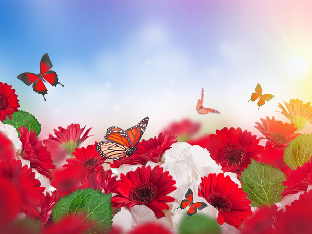 Red and white chrysanthemums with green leaves and flying butterflies on blue sky background.  - Photo, Image