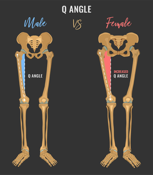 Unterschiede zwischen weiblichem und männlichem Skelett - Vektor, Bild