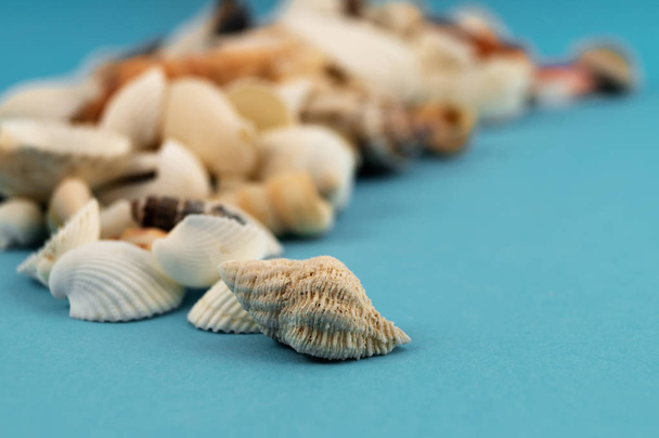 A lot of small shells, laid in the form of an arc on a blue background. - Φωτογραφία, εικόνα