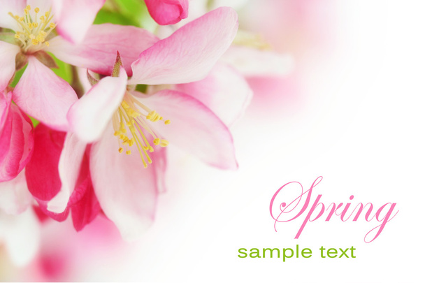 cseresznye virágok tavasszal - Fotó, kép