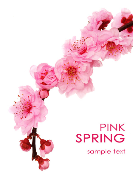 春には桜の花 - 写真・画像