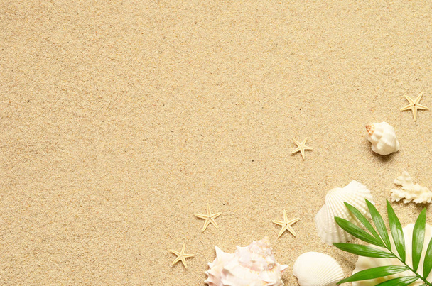 Θάλασσα άμμου με αστερίες και κοχύλια. Κάτοψη με αντίγραφο χώρου. - Φωτογραφία, εικόνα
