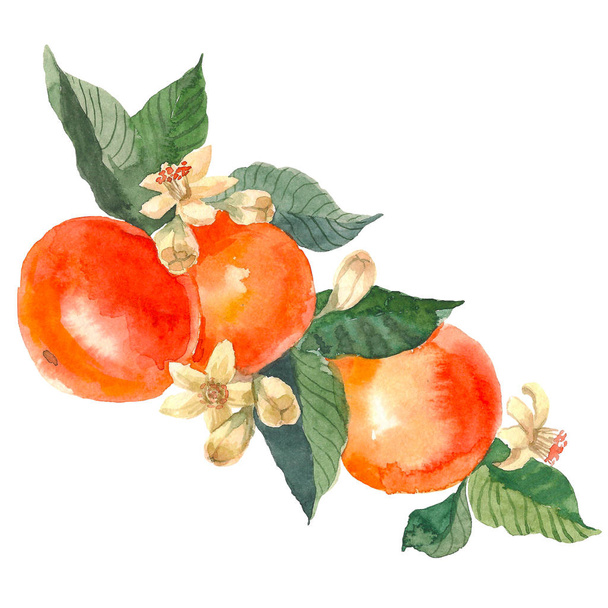 Hand drawn watercolor painting on white background. Aquarelle illustration of fruit mandarin with flowers - 写真・画像