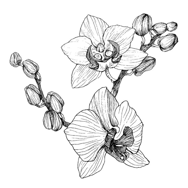 Hand drawn black outline orchid on a white background isolated. Highly detailed vector illustration. Beautiful exotic flower. Cymbidium for your logo, composition, design. - Vector, afbeelding